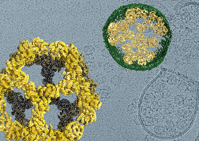 Cargo is encased in protein nanocages (yellow, enlarged on left) that are carried from one cell to another within vesicles built from membranes (green, shown in cross-section). Credit: David Belnap, Jörg Votteler