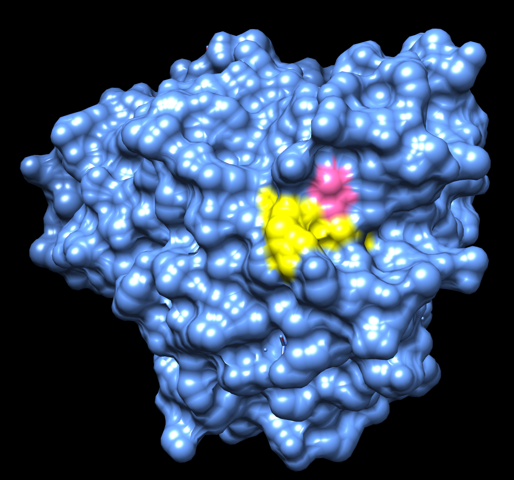 The new Scripps Research Institute study de-mystifies the molecular workings of the popular MS drug Tecfidera®. Shown here is the crystal structure of adenosine deaminase, one of the protein targets of the drug, with the amino acid it is labeling in pink and neighboring residues associated with a human immunodeficiency in yellow.