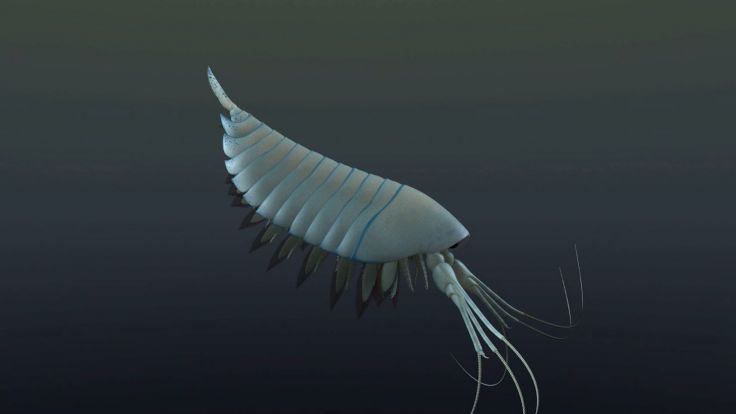 This ancient lobster-like creature was discovered in Canada recently in a large fossil deposit This ancient lobster-like creature was discovered in Canada recently in a large fossil deposit