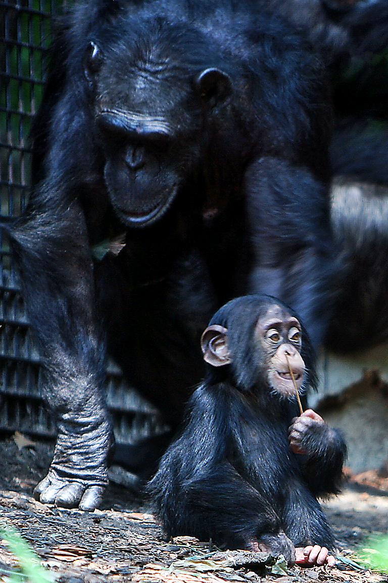 Chimps' eggs degrade more slowly than ours, even though we live far longer. Chimps' eggs degrade more slowly than ours, even though we live far longer.