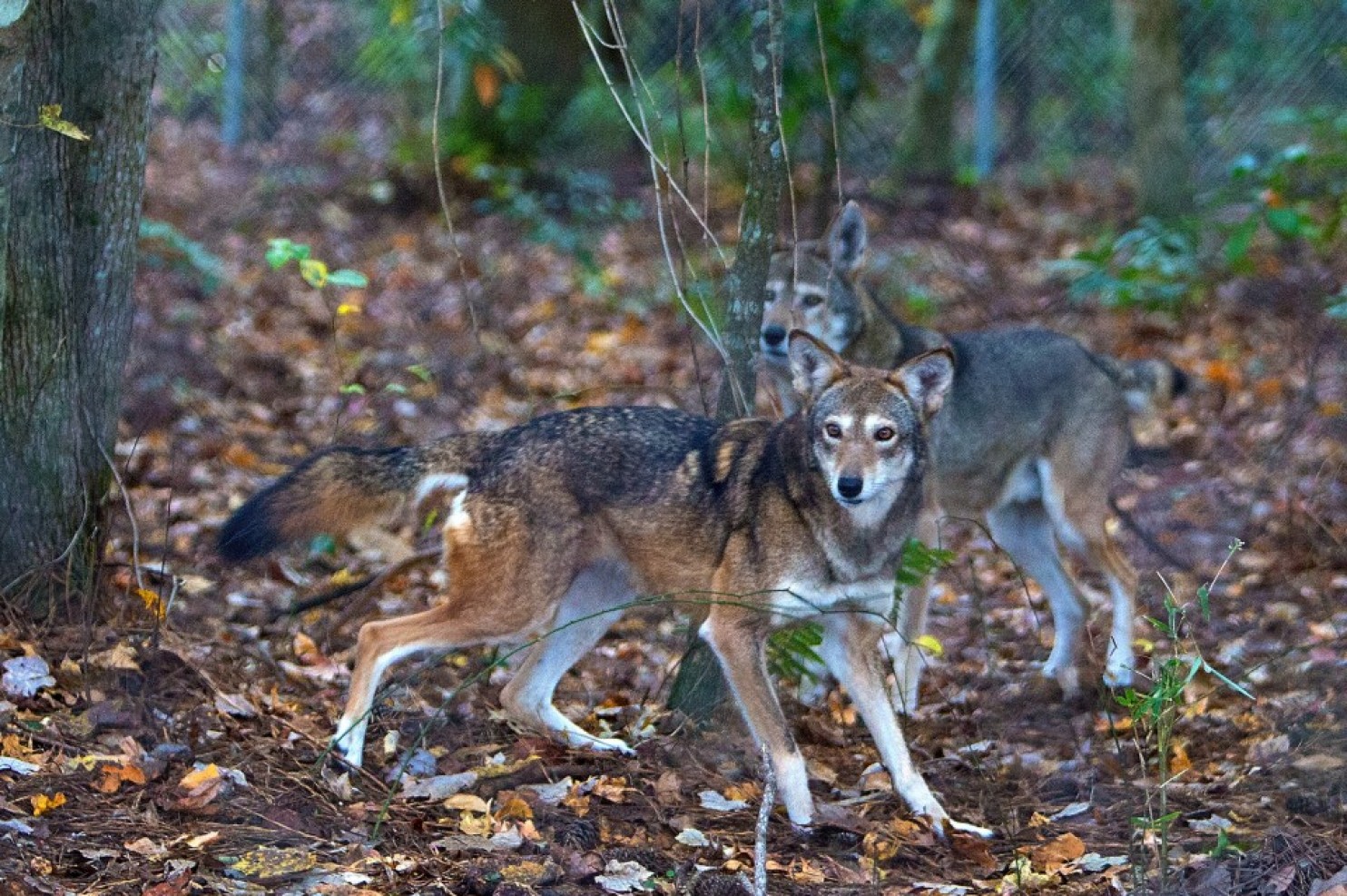 FWS and conservationists disagree over red wolf conservation | Plants