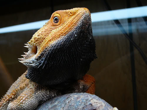 Bearded Dragons Can Change the Color Their Bodies on Demand | Plants ...