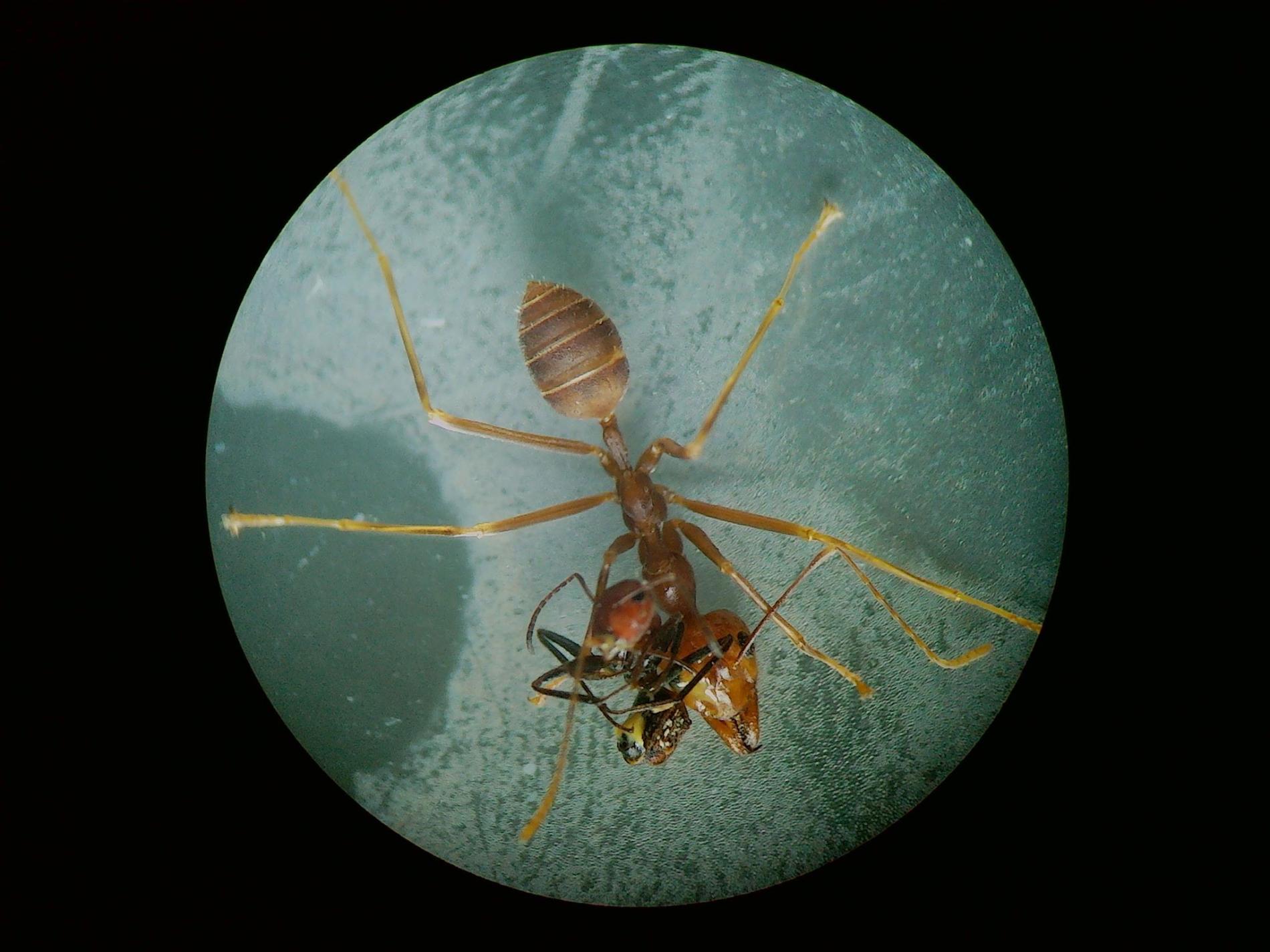 These Ants 'Explode' to Protect Their Colonies Plants And Animals