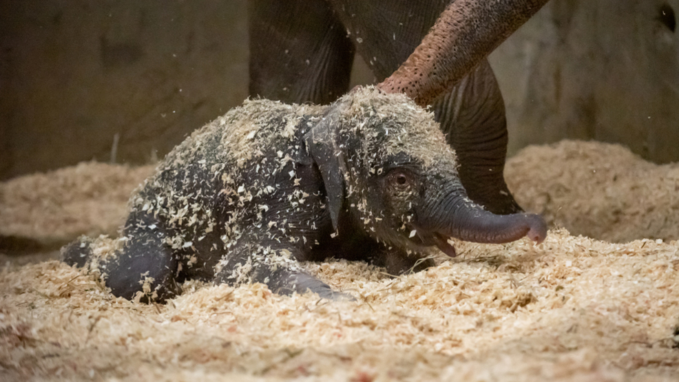 Columbus Zoo Elephant Calf Dies At Just Three Weeks Old Plants And