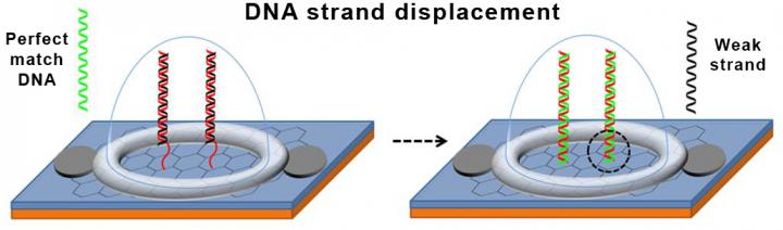 Credit - Lal Research Group at UC San Diego