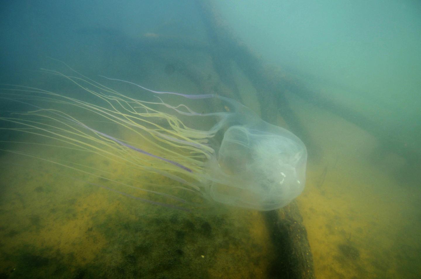 Antidote to Deadly Box Jellyfish Venom Developed Using CRISPR Cell
