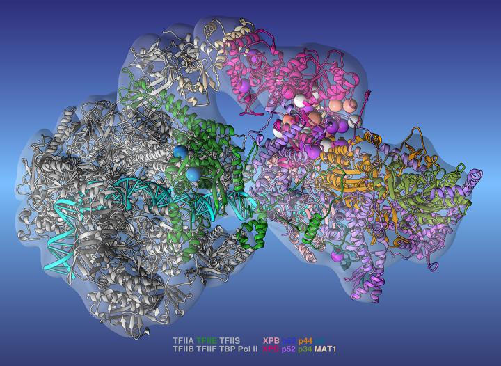 Researchers Show How Specific Gene >> Structural Biology Research Shows How Transcription Errors Can Lead Researchers Show How Specific Gene >> Structural Biology Research Shows How Transcription Errors Can Lead