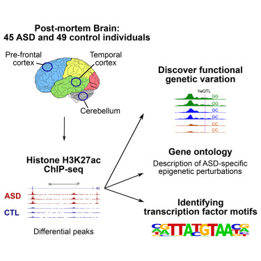 Graphical Abstract / Credit: Cell 2016 Sun et al
