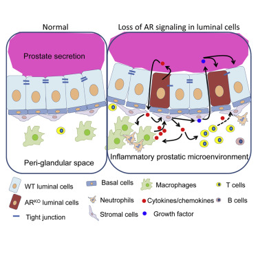 The mechanism proposed by the researchers, presented in the study's graphical abstract. / Credit: Molecular Cell Zhang et al