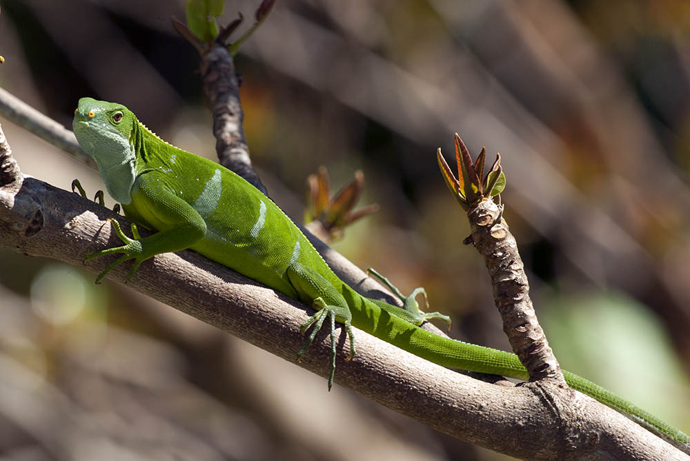 Les lézards peuvent choisir leur voie alimentaire en fonction de leur mode de vie.