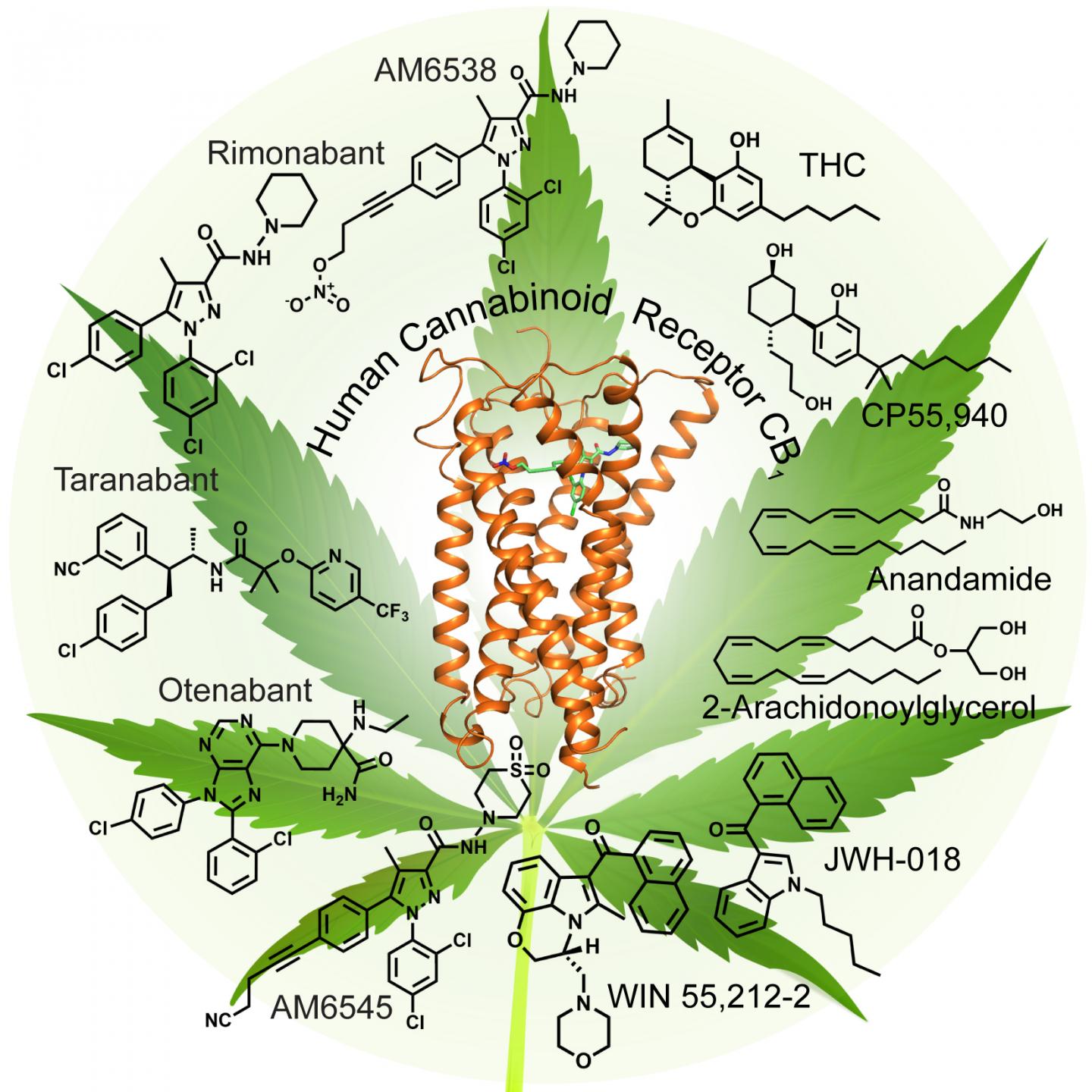 Insight Into the Structure of Marijuana's Cannabinoid Recept | Cannabis  Sciences