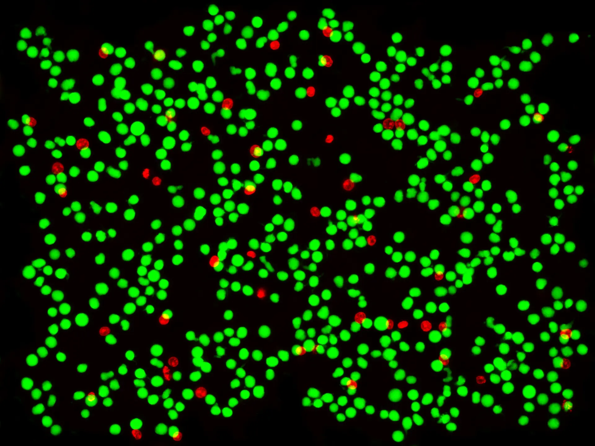 Applications of Fluorescence Technology | Cell And Molecular Biology
