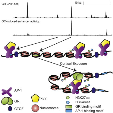Direct glucocorticoid (GC) receptor binding sites (GBSs) encode GC-induced enhancers. Non-GC-induced GBSs cluster around and interact with direct GBSs. These interactions amplify the activity of directly bound GC-inducible enhancers /Credit: Cell Vockley et al