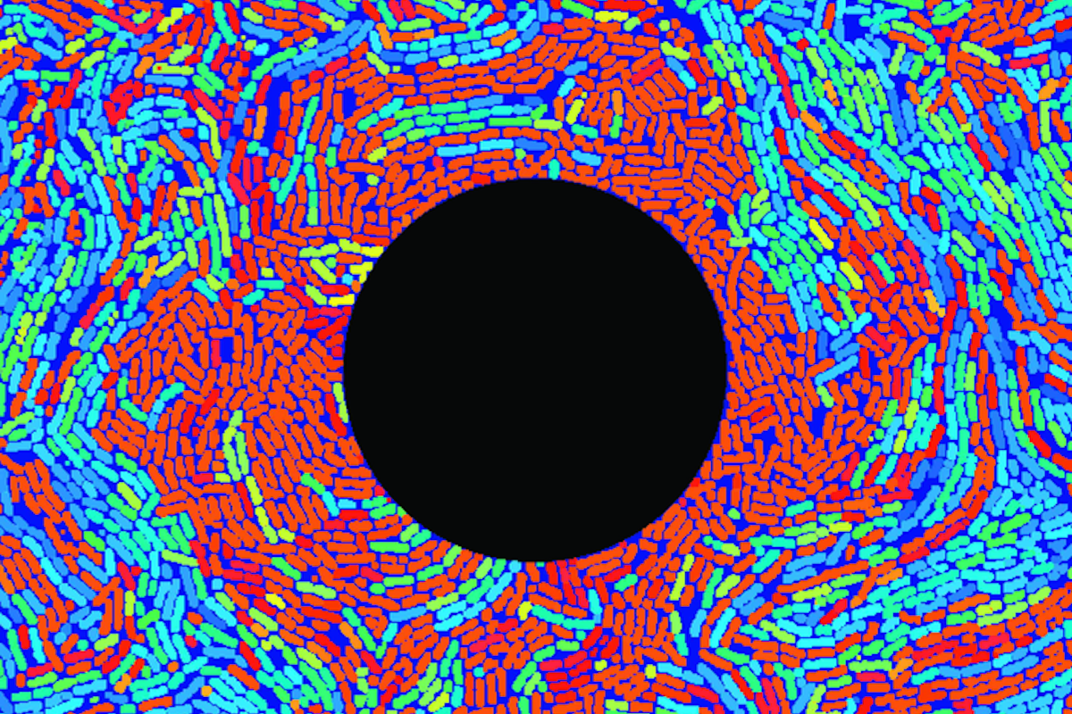 A new technology from UCSD scientists to target one specific type of cell among genetically identical bacteria living in the same microenvironment. An electrode (dark circle) emits a second-long shock, (orange) motile cells start to grow instead of (blue) matrix-producing cells, and the ratio of cell types in the community changes. / Credit: Süel Lab, UC San Diego