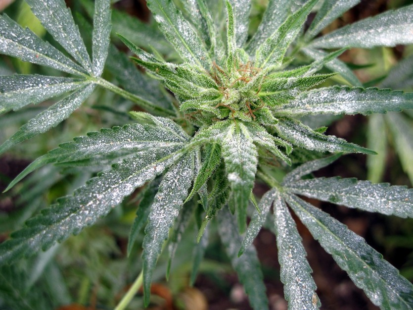 Bud Rot When Marijuana Gets Moldy Cannabis Sciences