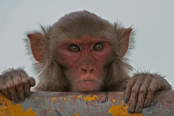 Monkeys can learn to type
