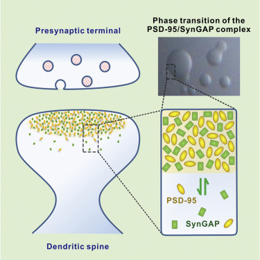 The Synapse and the phase-transtition of SynGAP/PSD-95 complex / Credit: Cell Zeng et al