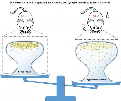 Mice carrying SynGAP mutations have hyper-excited synapses and show autistic symptoms. / Credit: Division of Life Science, HKUST