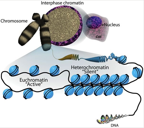 The level of organizational packing can have serious consequences on DNA-mediated processes like gene regulation. Euchromatin (loose or open chromatin) structure is permissible for transcription whereas heterochromatin (tight or closed chromatin) is more compact and inhibitory to factors that need to get access to the DNA template. By Sha, K. and Boyer, L. A., stemBook 2009