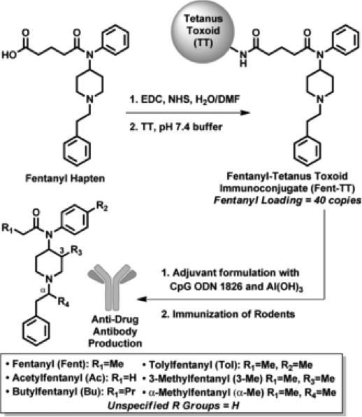 Vaccine formation and fentanyl structure. For full explanation, see figure 1 in Bremer et al. Angewandte Chemie 2016.