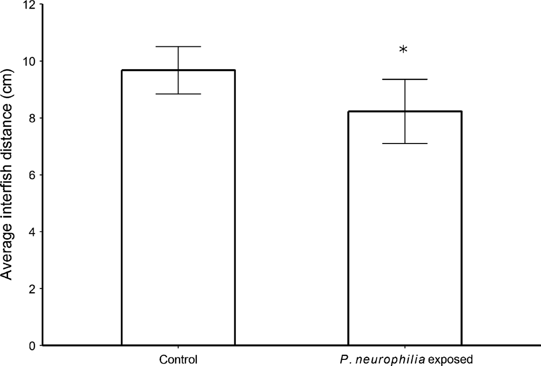 Effects of Pseudoloma neurophilia exposure on shoaling behaviour of zebrafish. Exposure to P. neurophilia significantly decreased the average interfish distance with 12 shoals (tanks), six exposed and six controls. *P = 0.026, U-test. / Credit: Journal of Fish Diseases