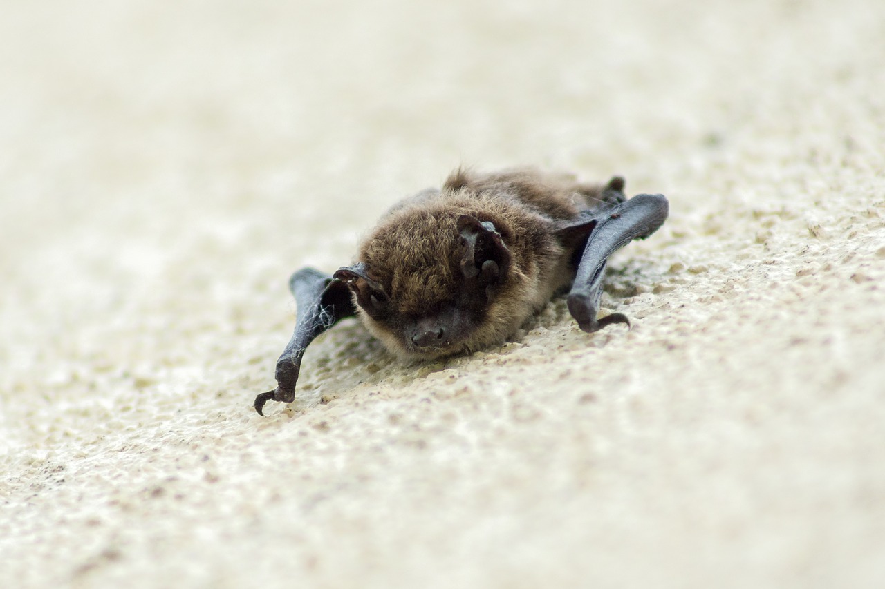 Social Bonding in Female Vampire Bats Works in Strange Ways | Plants