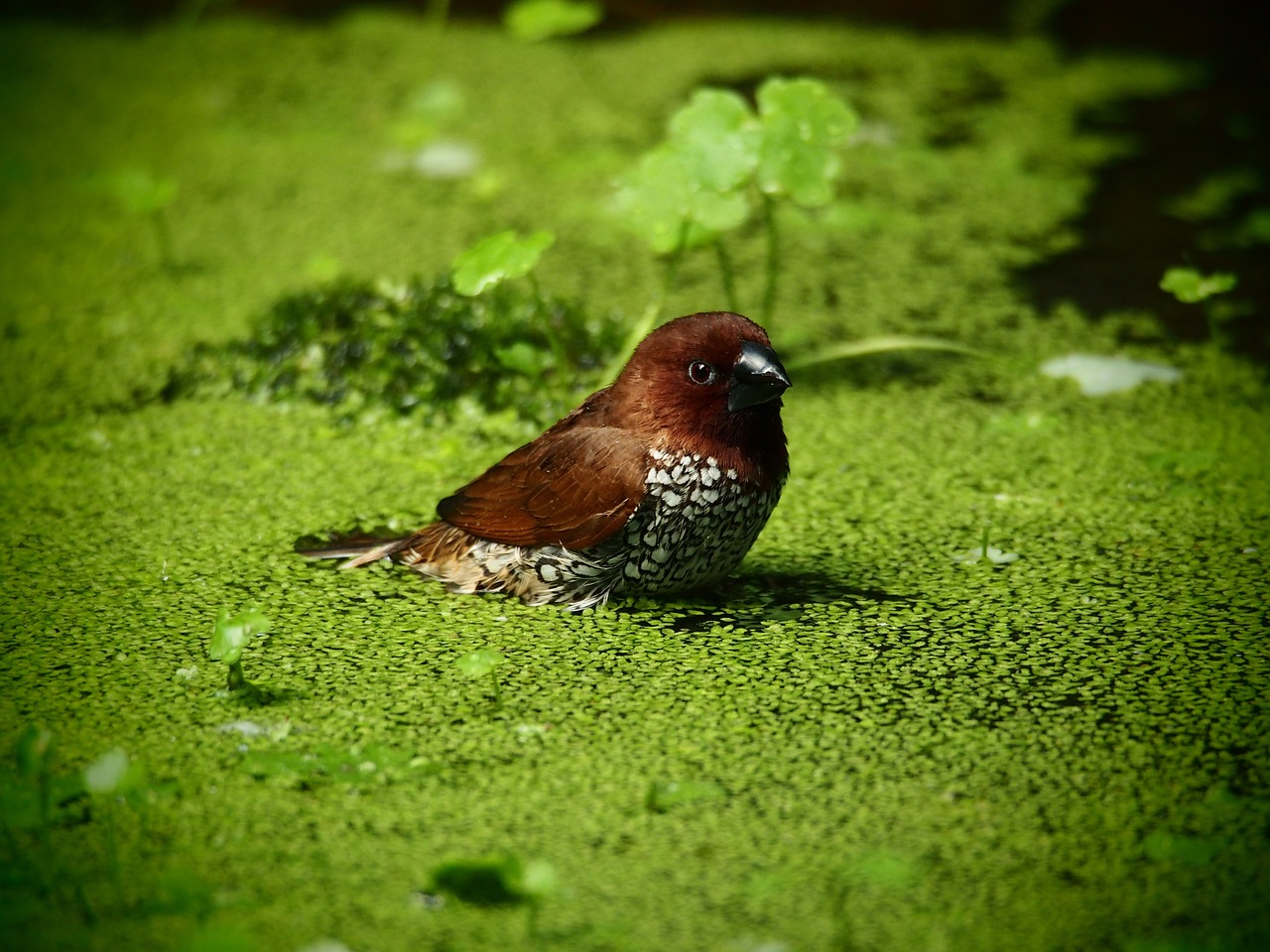 Is Mankai Duckweed the Next Superfood? | Health And Medicine