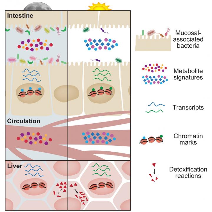 This visual abstract depicts the findings of Thaiss et al, who show diurnal oscillations in microbial localization and metabolite production in the gut have a major impact on the circadian epigenetic and transcriptional landscape of host tissues, not only locally, but also at distant sites such as the liver. /Credit: Thaiss et al/Cell 2016