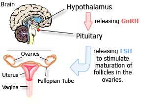 The gonadotropin-releasing hormone (GnRH) stimulates the release of hormones that promote formation of gametes and production of sexual steroids.