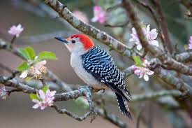 The Red-bellied woodpecker's name deceives it, as there is not actually much red on its breast