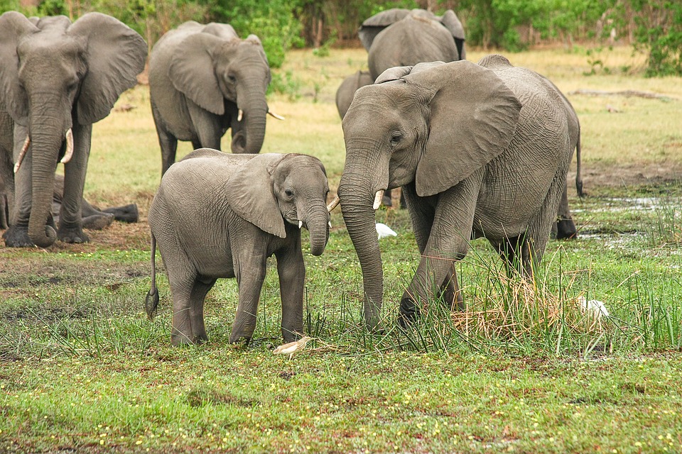 wildlife tourism negatively impacting african elephants