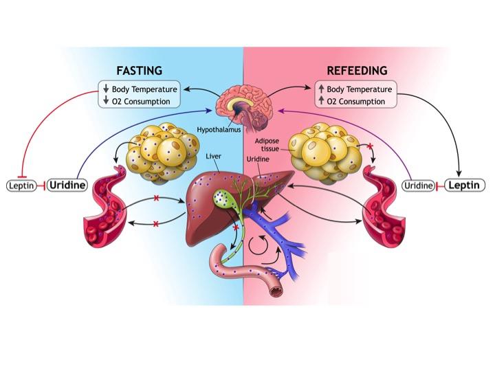 Fat Cells Help the Liver Regulate Energy During Fasting Cell And Molecular Biology
