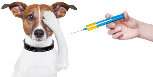 Researchers at California Institute of Technology are investigating the use of an injection containing antibodies for GnRH which causes sterility in mice.