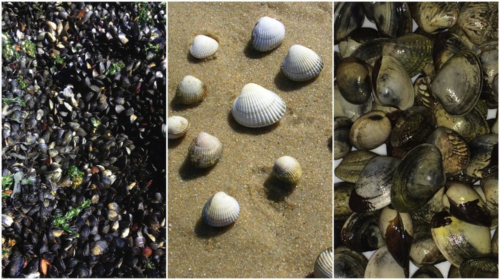 Left to right: 1. Mussels (Mytilus trossulus) at Copper Beach in West Vancouver, Canada 2. Cockles (Cerastoderma edule) collected in the ria of Arousa in Galicia, Spain 3. Golden carpet shell clams (Polititapes aureus) collected in the ria of Arousa in Galicia, Spain