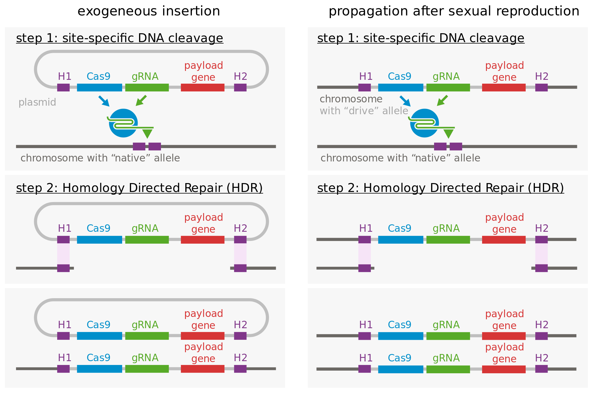 Gene Drive Technology Gets Prudent Stamp of Approval Cell And