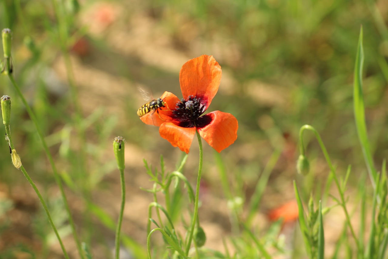 NitrogenLoving Plants Are Overpopulating Britain�s