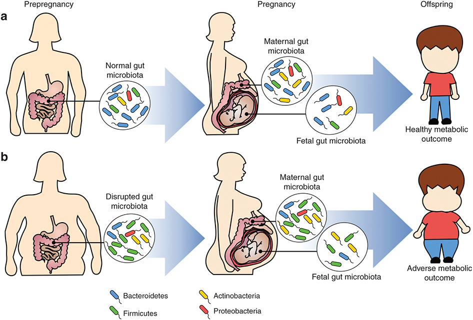 Scientists believe that there are many outcomes affected by microbiome composition. Source: Nature