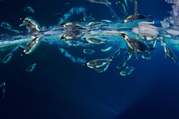 Emperor penguins slice through the cold waters of the Ross Sea. Photo: Paul Nicklen, National Geographic