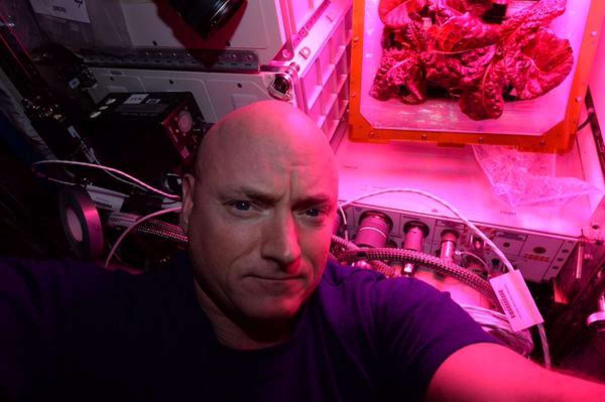 Astronauts will eat salad grown on the ISS 41 Astronauts will eat salad grown on the ISS 75