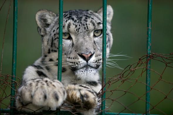 snow-leopards-Kyrgyzstan-2.adapt.590.1_f35f19f5d33c7912ee21b442fe2a5ca2.jpg