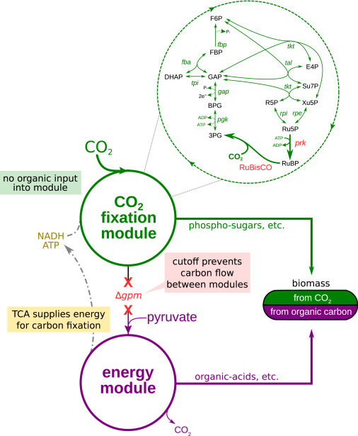 Decoupling Energy Production and Carbon Fixation in E. coli to Achieve Dual Growth Modes- Two enzymes are needed to complete a carbon fixation cycle in E. coli: RuBisCO, and prk. Other reactions required for reduction and substrate regeneration phases are endogenous to the metabolic network of the host, as part of gluconeogenesis and the pentose phosphate pathway. Deletion of the phosphoglycerate mutase genes (?gpmA and ?gpmM) disrupts carbon flow in the glycolytic/gluconeogenic backbone and generates two disconnected sub-networks: (1) a carbon fixation module containing upper glycolysis, the pentose phosphate pathway, and the two foreign enzymes and (2) an energy module, containing lower glycolysis and the TCA cycle, supplying reducing power and ATP.