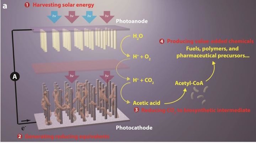 Breakthrough artificial photosynthesis systems has four components: (1) harvesting solar energy, (2) generating reducing equivalents, (3) reducing CO2 to biosynthetic intermediates, and (4) producing value-added chemicals. Breakthrough artificial photosynthesis systems has four components: (1) harvesting solar energy, (2) generating reducing equivalents, (3) reducing CO2 to biosynthetic intermediates, and (4) producing value-added chemicals.