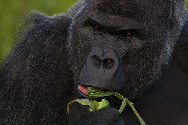 Western lowland gorilla Western lowland gorilla