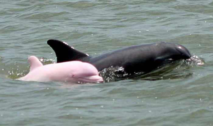 Beautiful Rare Pink Dolphin Spotted in the Wild | Plants And Animals