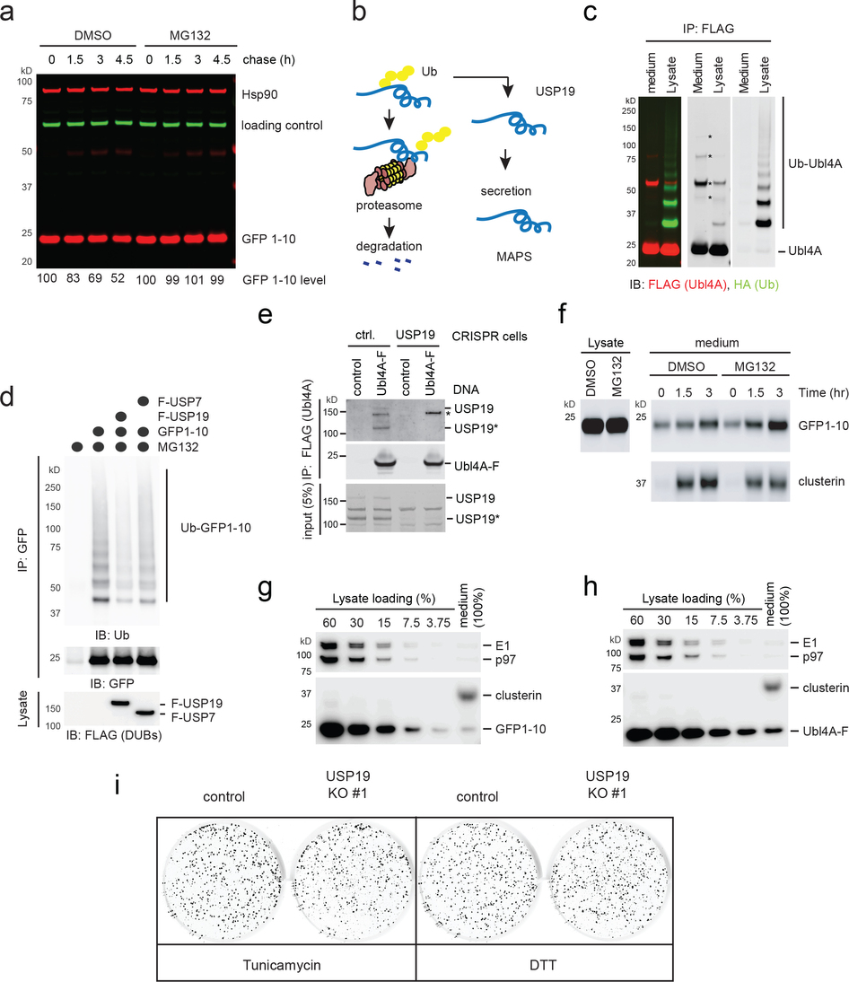 MAPS: A Novel Protein Quality Control Pathway | Cell And Molecular Biology