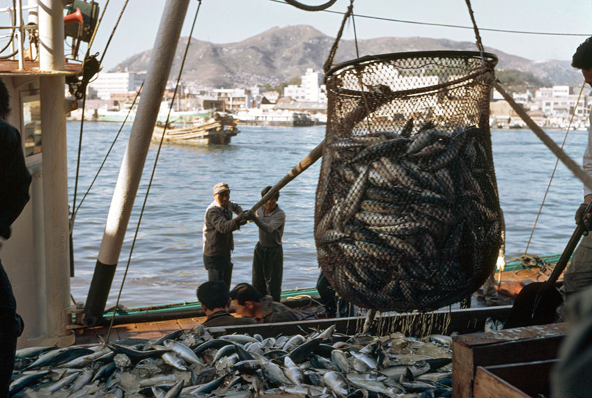 FAO: Global Fish Consumption Pegs Out at New Record High | Plants And ...