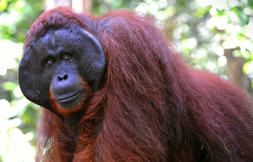 Bornean Organgutan Now Considered Critically Endangered | Plants ...
