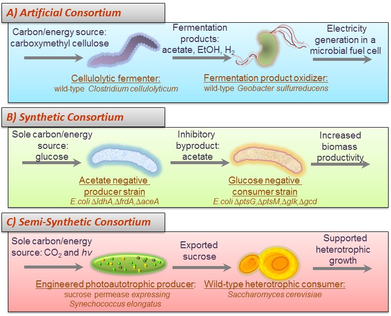Cells Can Regulate Gene Expression across Multip | Genetics And Genomics